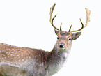 fallow deer