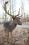 fallow deer