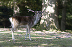 fallow deer