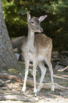 fallow deer