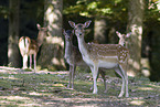 fallow deer