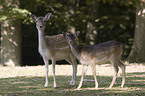fallow deer