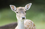 fallow deer