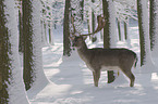 fallow deer