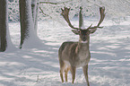 fallow deer