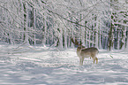 fallow deer