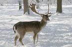 fallow deer
