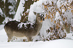 fallow deer
