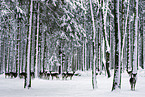 fallow deer
