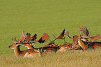 fallow deer