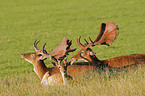 fallow deer