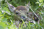 fallow deer baby