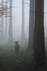 fallow deer