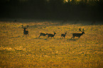 fallow deer
