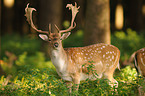 fallow deer