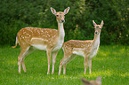 fallow deer