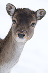 fallow deer