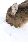 fallow deer