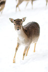 fallow deer