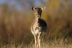 fallow deer