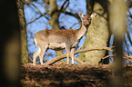 fallow deer