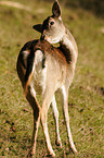 fallow deer