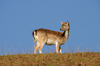 fallow deer