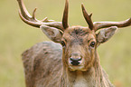 fallow deer