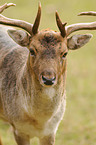 fallow deer