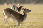 fallow deer