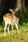 fallow deer