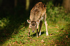 fallow deer