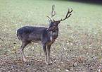 fallow deer