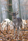 fallow deer