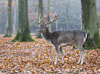 fallow deer