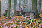 fallow deer