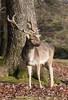 fallow deer