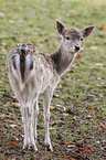 fallow deer