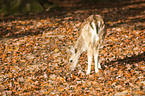 fallow deer