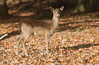 fallow deer