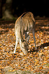fallow deer