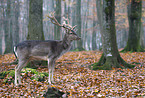 fallow deer