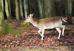 fallow deer