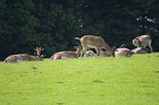 fallow deer
