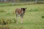 fallow deer