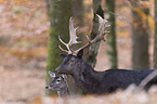 fallow deer