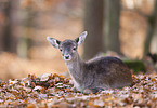 fallow deer