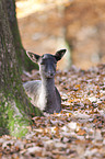fallow deer