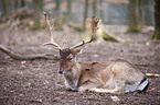 fallow deer