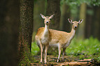 fallow deer